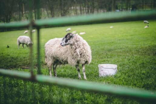 white sheep on grass field
